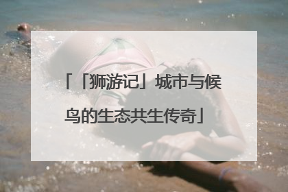 「狮游记」城市与候鸟的生态共生传奇