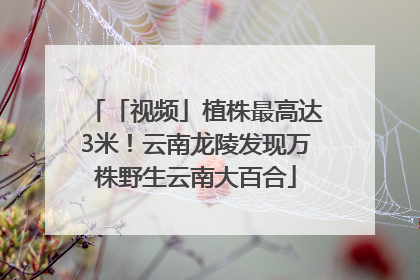 「视频」植株最高达3米！云南龙陵发现万株野生云南大百合