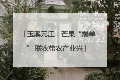 玉溪元江：芒果“爆单” 联农带农产业兴