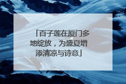 百子莲在厦门多地绽放，为盛夏增添清凉与诗意