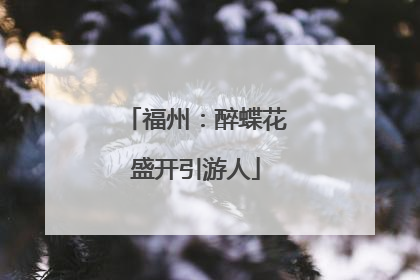 福州：醉蝶花盛开引游人