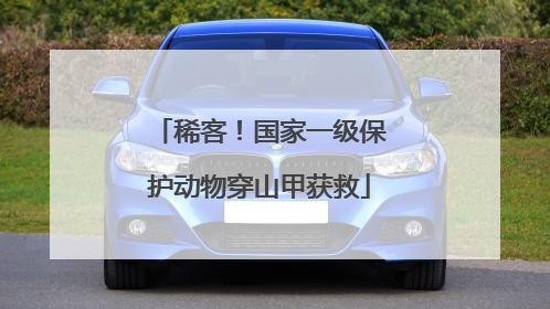 稀客！国家一级保护动物穿山甲获救