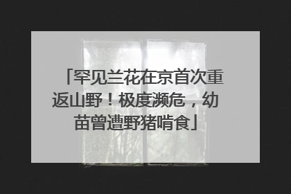 罕见兰花在京首次重返山野!极度濒危,幼苗曾遭野猪啃食