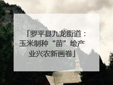 罗平县九龙街道：玉米制种“苗”绘产业兴农新画卷
