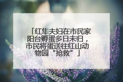 红隼夫妇在市民家阳台孵蛋多日未归，市民将蛋送往红山动物园“抢救”