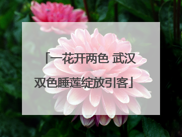 一花开两色 武汉双色睡莲绽放引客