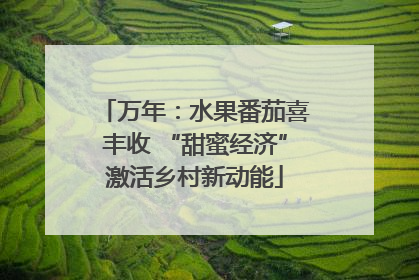 万年：水果番茄喜丰收 “甜蜜经济”激活乡村新动能