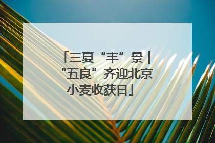 三夏“丰”景｜“五良”齐迎北京小麦收获日