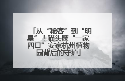 从“稀客”到“明星”！猫头鹰“一家四口”安家杭州植物园背后的守护