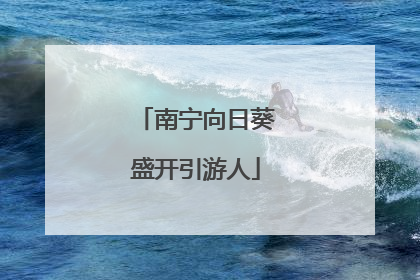 南宁向日葵盛开引游人