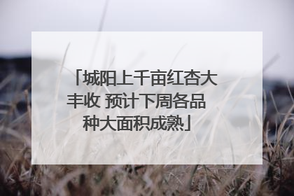 城阳上千亩红杏大丰收 预计下周各品种大面积成熟