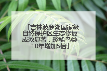 吉林波罗湖国家级自然保护区生态修复成效显著，珍稀鸟类10年增加5倍