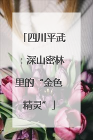 四川平武：深山密林里的“金色精灵”