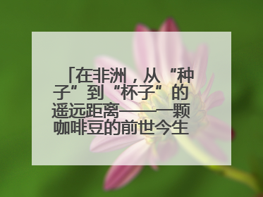 在非洲，从“种子”到“杯子”的遥远距离——一颗咖啡豆的前世今生（三）