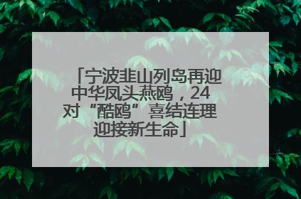 宁波韭山列岛再迎中华凤头燕鸥，24对“酷鸥”喜结连理迎接新生命