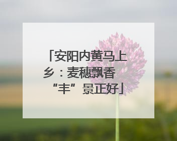 安阳内黄马上乡：麦穗飘香 “丰”景正好