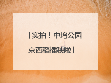 实拍！中坞公园京西稻插秧啦