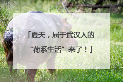 夏天，属于武汉人的“荷系生活”来了！