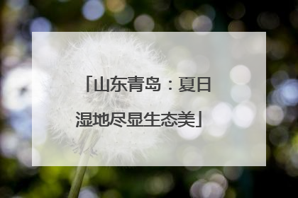 山东青岛：夏日湿地尽显生态美