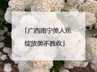 广西南宁美人蕉绽放美不胜收