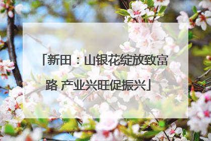 新田：山银花绽放致富路 产业兴旺促振兴