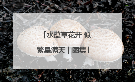 水蕴草花开 似繁星满天｜图集