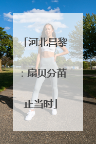 河北昌黎：扇贝分苗正当时