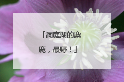 洞庭湖的麋鹿，最野！