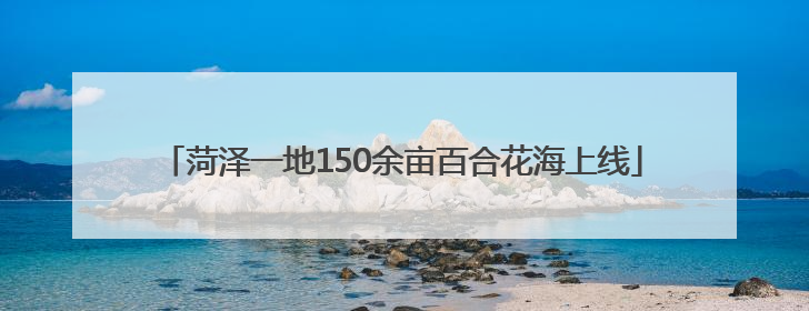 菏泽一地150余亩百合花海上线