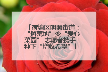 荷塘区明照街道：“撂荒地”变“爱心菜园” 志愿者携手种下“增收希望”
