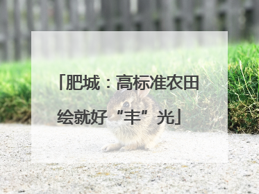 肥城：高标准农田绘就好“丰”光