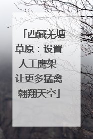 西藏羌塘草原：设置人工鹰架 让更多猛禽翱翔天空
