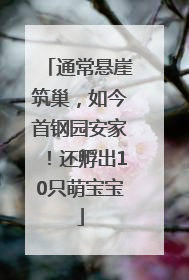 通常悬崖筑巢，如今首钢园安家！还孵出10只萌宝宝