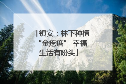 镇安：林下种植“金疙瘩” 幸福生活有盼头