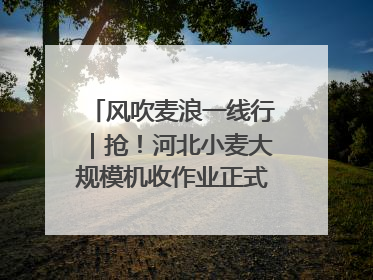 风吹麦浪一线行｜抢！河北小麦大规模机收作业正式拉开帷幕