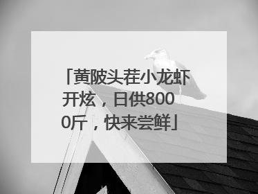 黄陂头茬小龙虾开炫，日供8000斤，快来尝鲜